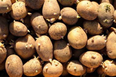 bir sürü beyaz patates dikimi için lahanası alan, kirli patates üzerinde