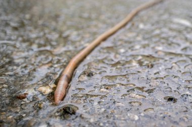 the earthworm crawled out onto the asphalt during the rain, close-up of the worm visible rings on his body clipart