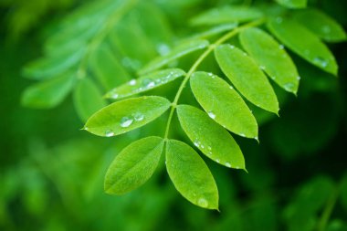 akasya yağmurda, akasya dalı sulu yeşil rengini parlak yaprakları hangi damla bulunduğu Tarih, arka tarafından yeşil çiçeği bulanık