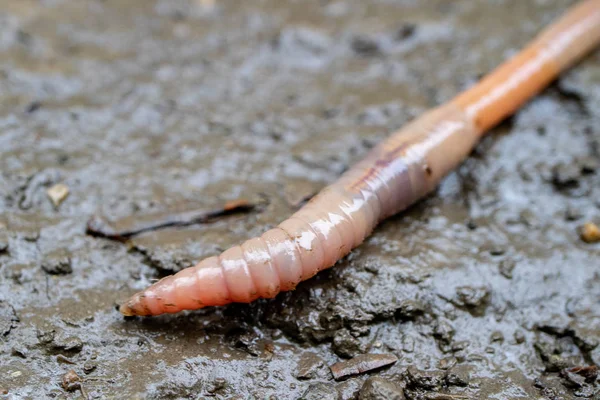 Een Rode Witte Worm Een Vuile Stoep Tijdens Regen Klom — Stockfoto