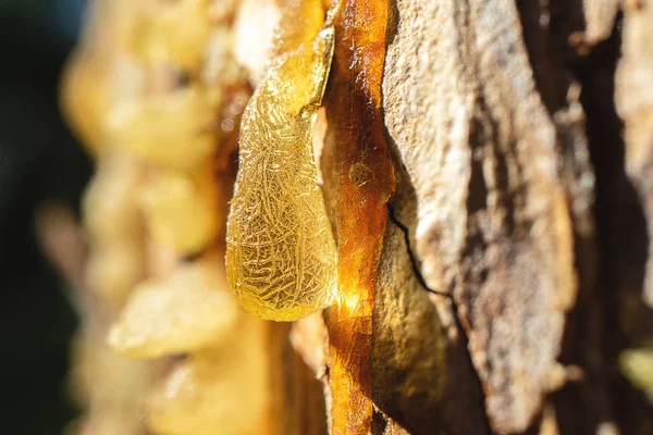 Bright Hanging Drop Resin Similar Amber Pine Resin Close Background — Stock Photo, Image