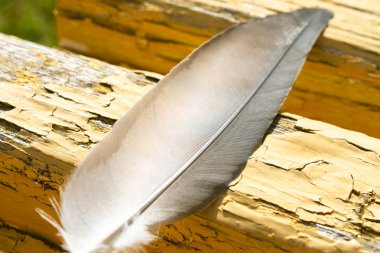 Oda dışında eski boyalı sarı kurullarında güvercin'ın uzun tüy olduğunu aşağı düşmüş