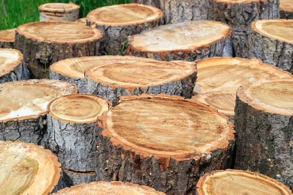 Esquejes Álamo Cortado Trozos Necesario Cortar Madera — Foto de Stock