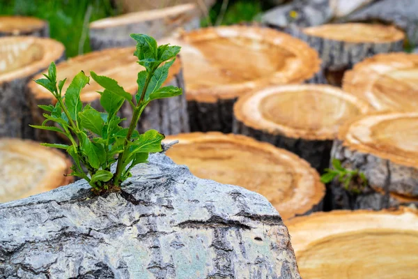 Germe Vert Sur Une Plante Peuplier Des Arbres Sciés Luttant — Photo