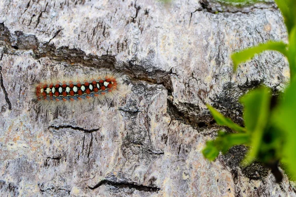 Oruga Peluda Negra Amarilla Arrastrando Hoja Verde Para Comer Amenaza —  Fotos de Stock