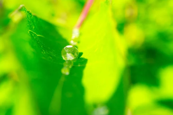 大粒の折られた緑の葉に雨溝 植物と水の明るい緑の葉 — ストック写真