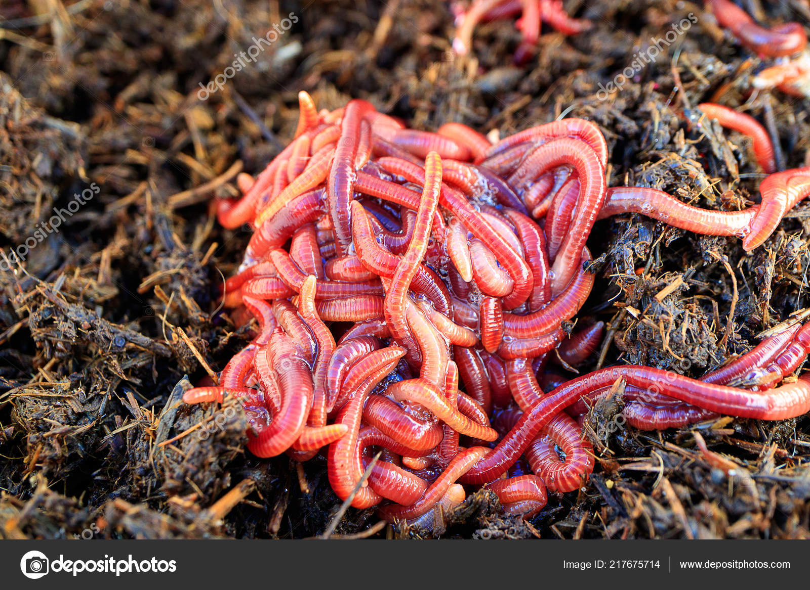 Red Worms Dunghill Red Colored Striped Worms Summer Day Fishing Stock Photo  by ©Metelevan 217675714