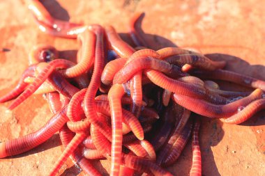 kırmızı tuğla üzerinde balıkçılık için kırmızı solucanlar vardır, güneşli bir yaz saati