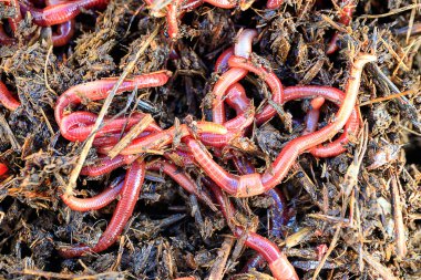 a lot of red worms striped for fishing outdoors on a summer day clipart