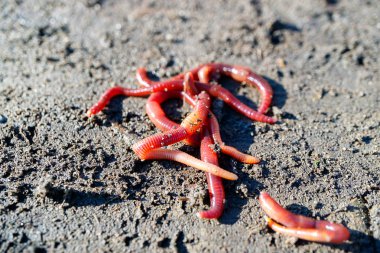 Kızıl toprağı gri dünya bir yaz gününde balıkçılık için birçok kurt dunged