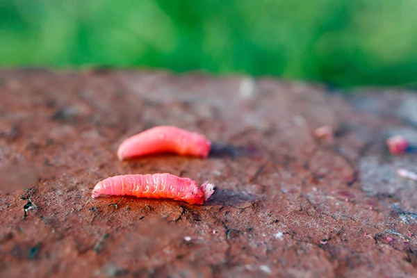 Duas Larvas Vermelho Rastejando Tijolo Vermelho Pano Fundo Grama Verde — Fotografia de Stock