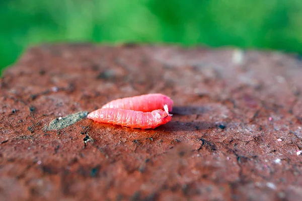 Gusanos Dos Piezas Arrastrándose Sobre Ladrillo Color Rojo Sobre Fondo —  Fotos de Stock