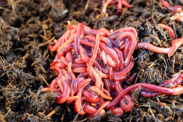 Rote Würmer Einem Misthaufen Rot Gestreifte Würmer Einem Sommertag Für — Stockfoto