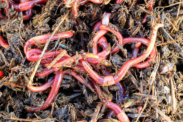 Lot Red Worms Striped Fishing Outdoors Summer Day — Stock Photo, Image