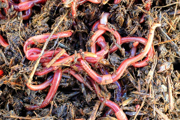 Una Gran Cantidad Gusanos Rojos Rayados Para Pesca Aire Libre —  Fotos de Stock