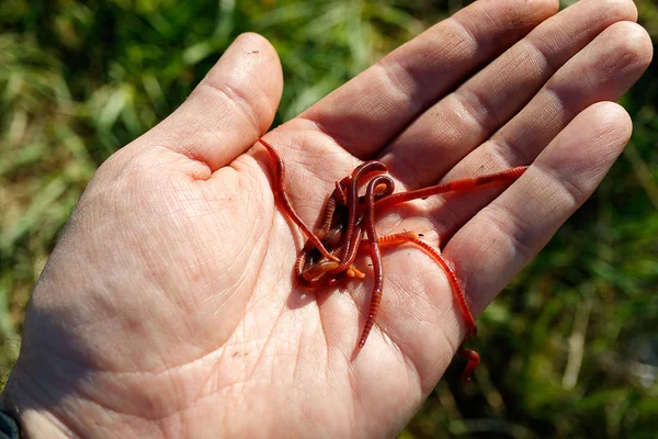 Palmo Pescatore Cui Vermi Strisce Rosse Giorno Estate Uno Sfondo — Foto Stock