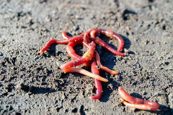 红色的地球菜园施肥的灰色地球 许多蠕虫捕鱼在一个夏天的一天 — 图库照片