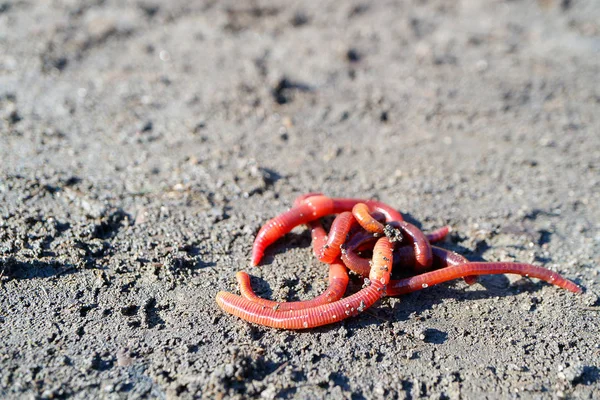 蠕虫钓鱼红色与戒指 灰色的地球在一个夏天的一天 — 图库照片