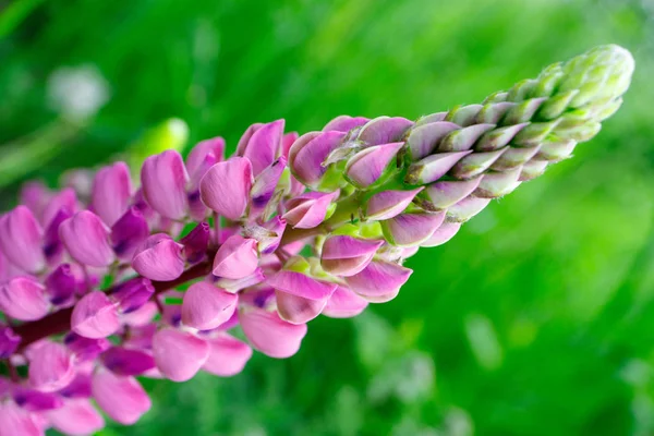 Flor Lilás Lupin Verão Fundo Vegetação Outras Flores Close Para — Fotografia de Stock