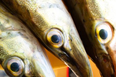 üç başlı bir close-up yırtıcı balıklar, taze balık kafası yanında yalan Pike