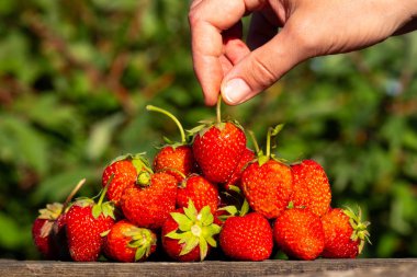 El olgun çilek üstüne koyar, açık bir günde güneşin parlak güneşli çilek Satılık
