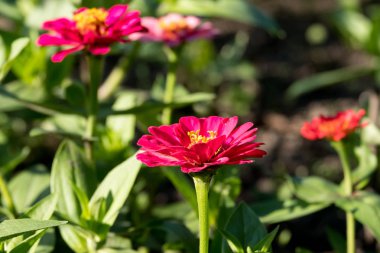 pembe zinia, yaz aylarında güneş, süsleme ve dekorasyon kartpostal için güzel çiçekler altında Bahçe çiçeklerin