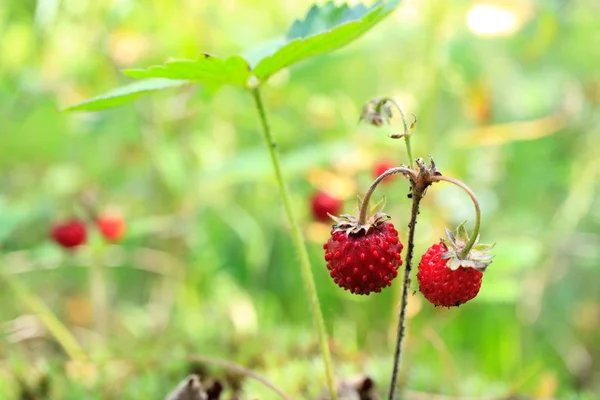 Natural Wild Strawberry Berries Growing Forest Jam — Stock Photo, Image