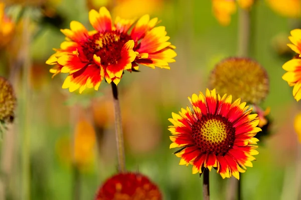 Blommorna Två Färger Gaylardiya Växande Utomhus För Dekoration Territoriet Vackra — Stockfoto