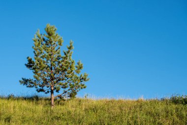 mavi bulutsuz gökyüzü karşı olduğu yaz günü yeşil çimenlerin üzerinde büyüyen bir çam