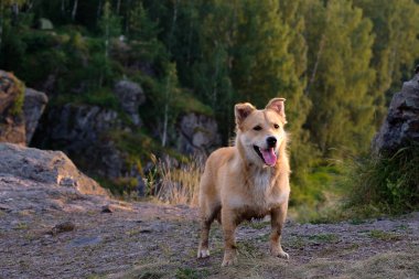 gorge, arka plan üzerinde ormanda yaz akşam ayakta kayaların üzerinde kırmızı köpek