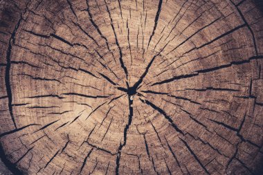 renkli fotoğraf bir ahşap günlük son kesim, yıllık halkalar ve çatlaklar arka plan doku Merkezi'nden geliyor. kavak kesim