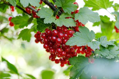 iyi bir hasat için bahçede, bir yaz günü çilek reçeli ve sağlıklı gıda için dal kırmızı kuş üzümü