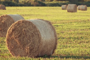 saman balya günbatımı haddelenmiş ve takas, yaz saman temizlik sığır için yem güneş aydınlatır