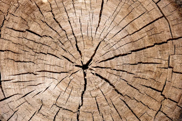 Wood Log End Cut Annual Rings Cracks Running Center Abstract — Stock Photo, Image