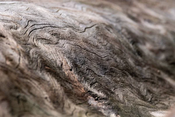 Geringe Schärfentiefe Des Gewundenen Holzes Des Darunterliegenden Baumes Der Perspektive — Stockfoto