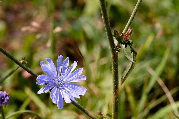 Fiore Cicoria Gambo Erba Una Giornata Estiva Sole Luminoso Fiore — Foto Stock