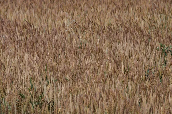 Pšeničné Pole Jakoby Vlny Jde Letní Den Zraje Obilí Poli — Stock fotografie