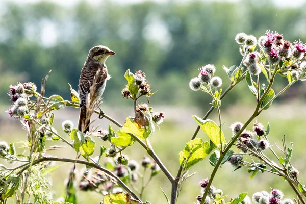 Sperlingsartige Vögel Die Die Ferne Blicken Auf Einer Hohen Grasklette — Stockfoto