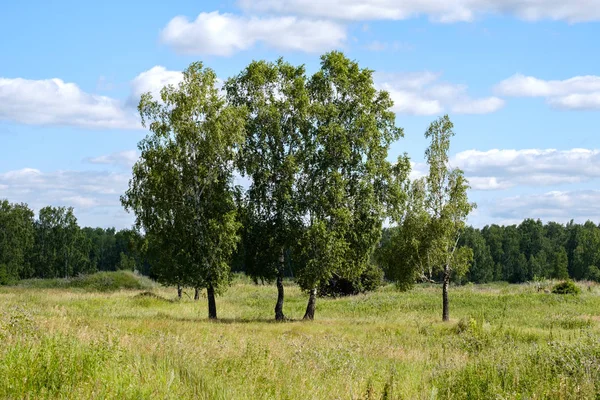 Four Birches Summer Clearing Grass Blue Sky Clouds Trees Field — Stock Photo, Image