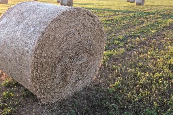 Foin Pressé Tordu Rouleau Dans Coin Cadre Une Partie Rouleau — Photo