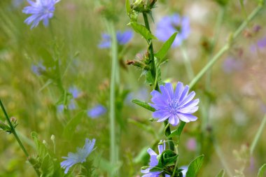 Çiçek bitkiler hindiba parlak yeşil bitki örtüsü bir yaz gününde, bir bitki meyve suyu, içecekler için bir arka plan üzerinde