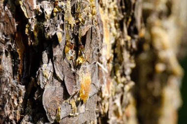 parlak altında bir damla çam çam ağacı, çam ağacı bir yaz gününde kabuğu üzerinde güneş