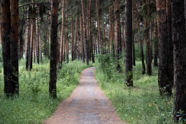 yol, uzak mesafe içine gidiş yolu her iki tarafında büyüyen çam ağaçları çam ormanı içinde sağlık yol boyunca temiz havada yürüyüş