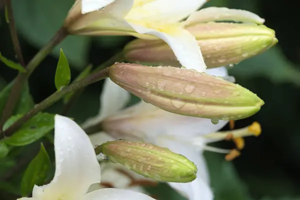 Flores Brancas Lírio Com Gotas Chuva Nas Pétalas Uma Grande — Fotografia de Stock
