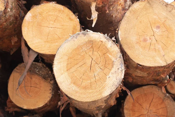 Almacén Árboles Caídos Bosque Tala Troncos Forestales — Foto de Stock