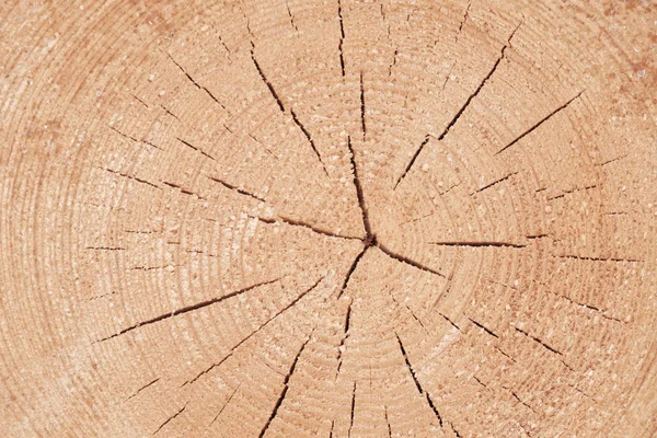 Cracks Core Edges Tree Trunk Lying End Face Recently Sawn — Stock Photo, Image