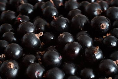 büyük Olgun siyah frenk üzümü de büyük miktarlarda, kuş üzümü arka plan