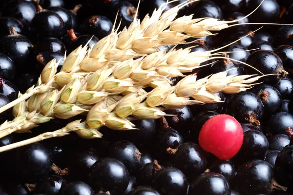 three spikelets of wheat and black currant nearby is a red cherry berry, berries and wheat