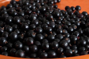 Olgun siyah frenk üzümü meyveler turuncu substrat üzerine