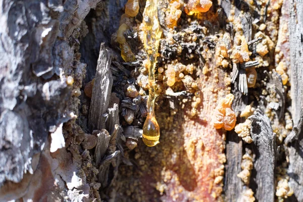 Résine Sur Pin Une Goutte Résine Orange Soleil — Photo